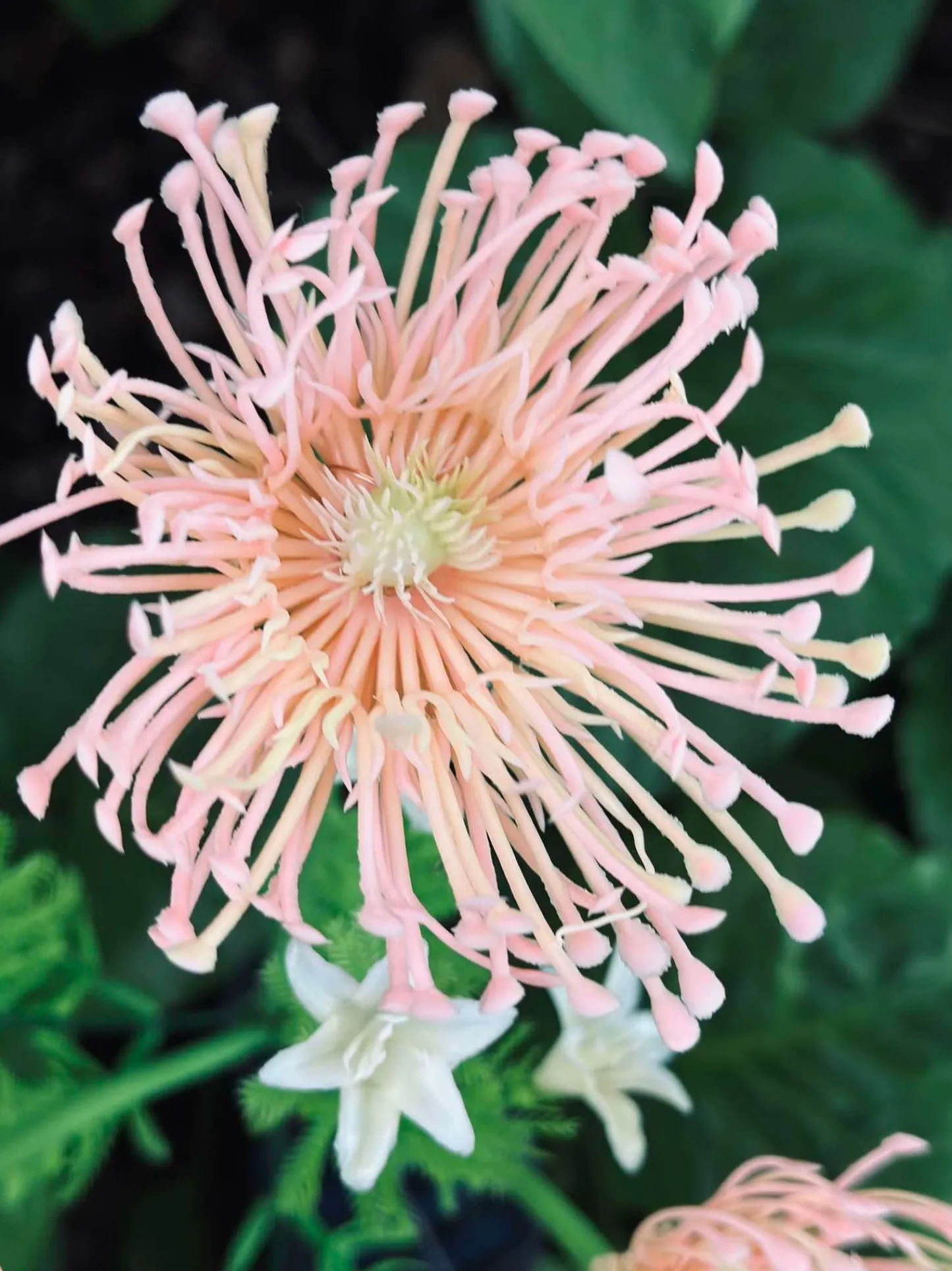 VIAMAJA Blomst med solceller - Spider Lili rose Discount