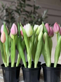 VIAMAJA Tulipan i potte - Mørk Rosa Sale